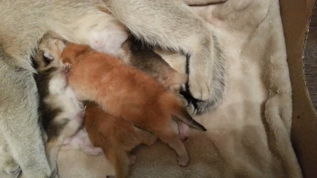 Котята британские золотые шиншиллы