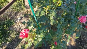 Сорт плетистой розы ФОРД ОФ ДЖУЛИ - быстрорастущий, неприхотливый,нарядный, яркий полосатик 7.06.22