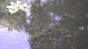 ? Очистка пруда подводными растениями! Эффективное очищение от ила и цветения воды в водоёме!