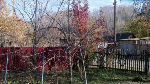 ОСЕННИЕ ЛИСТЬЯ