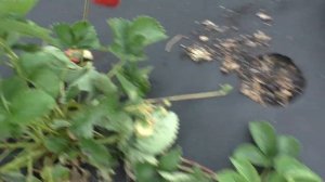 ГЕНРИ позднеспелая клубника с гигантской ягодой.