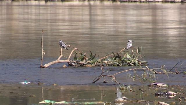 Martin-pêcheur pie (Ceryle rudis leucomelanurus) Pied Kingfisher смотреть онлайн