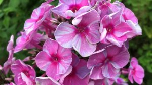 Болезни флоксов