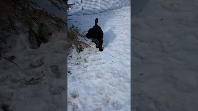 Экспрессия Волны с Озера Разлив 8 недель.