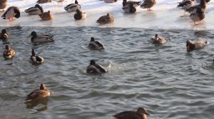 Рождественские купания