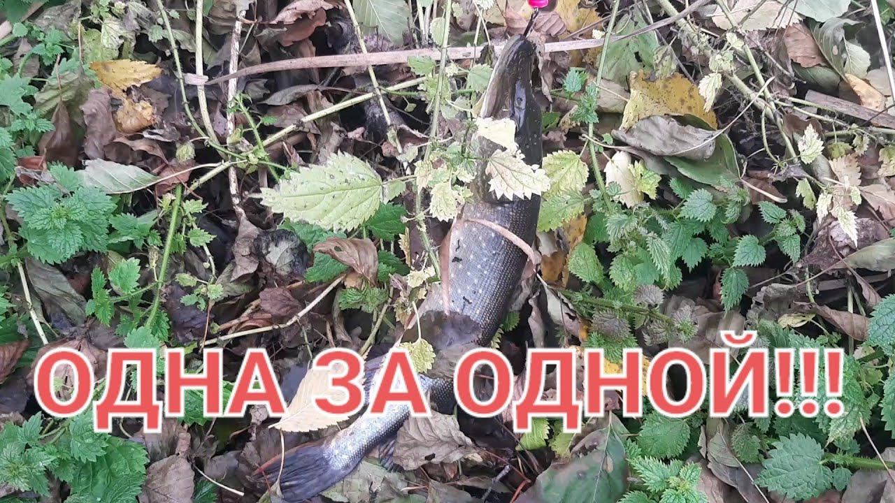 НАЩЁЛКАЛ ЩУК НА ДЕНЬ РОЖДЕНИЯ!!! смотреть онлайн