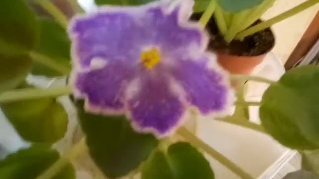 фиалка DS Изюм. （Первое цветение） смотреть онлайн