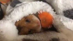 Хомяк ест морковь