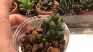 Some Of My Haworthia/Haworthiopsis Collection