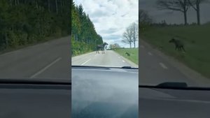 Лосиха с лосёнком переходят дорогу