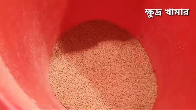 দেশি মুরগির #ঝিমানো রোগের প্রাকৃতিক চিকিৎসা ও ঔষধ  ⚡ মুরগি ঝিমায় তারপর মারা যায় || চুনা পায়খানা ২০২