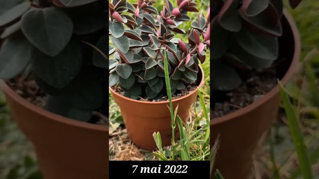 L'évolution de ma magnifique Peperomia Verticillata 🥰🤩