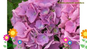 Гортензия крупнолистная Рената Штейнигер. Краткий обзор hydrangea macrophylla Renate Steiniger