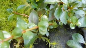 Аквариумные растения в пруду.