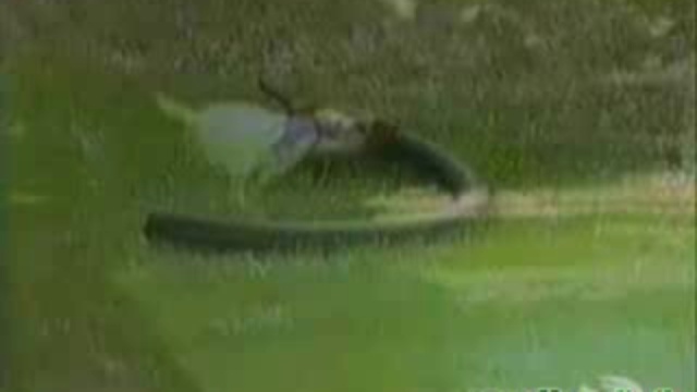 смешные животные смотреть онлайн