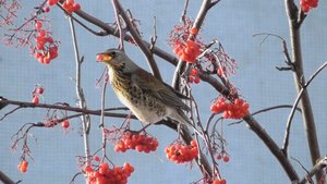 Дрозды рябинники зимой ( Turdus pilaris )