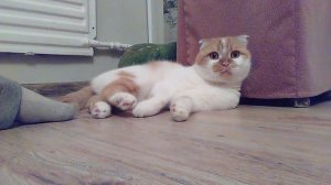 Наступи коту на хвост