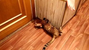 Течка. Бенгальская кошка