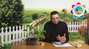 Миф Подкормка перца пшеном