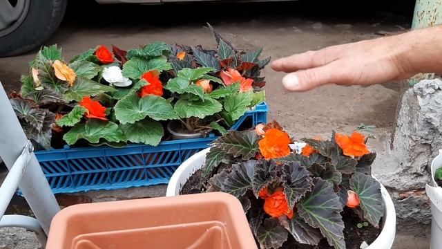 ПЕТУНИЯ ЖЕЛТЕТЬ НЕ БУДЕТ ПОСЛЕ ЭТОЙ ПРОЦЕДУРЫ. у петунии желтеют листья что делать видео