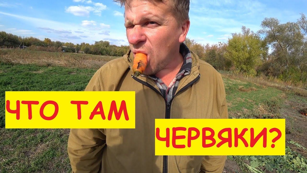 Деревенские будни / Убираем свеклу морковь и редьку в подвал