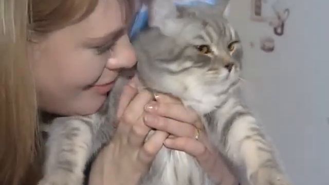 Селкирк рекс смотреть онлайн