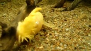 Аквариум. Сомик-анциструс