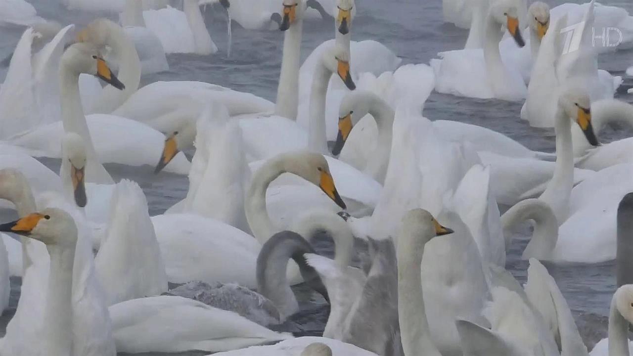 В Алтайском крае проходит масштабный фестиваль "Алтайская зимовка" смотреть онлайн