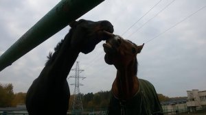 КСК Битца Лошади целуются