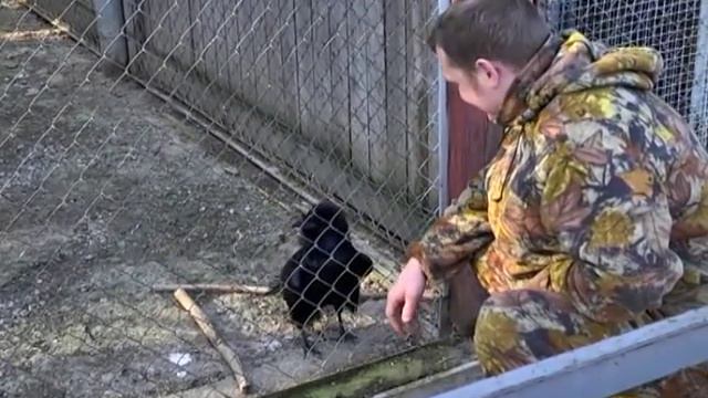 Ворон раговаривает с человеком в могилевском зоосаде смотреть онлайн