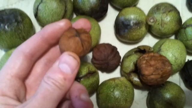 Весь урожай грецкого ореха 2017 Сызрань. смотреть онлайн