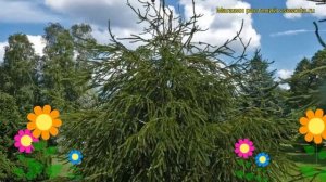 Ель обыкновенная Виргата. Краткий обзор, описание характеристик picea abies Virgata