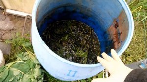 Готовим сами азотное удобрение из крапивы и одуванчиков которое подойдёт для любых культур.