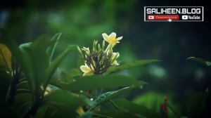 Сура от всех болезней и недуг. ИН ШАА АЛЛАХ!