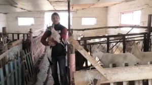 КОРМЛЕНИЕ КОЗ И ОВЕЦ ОТ ПРОТЕКТФИД || BAMBINO  || «КАПРА»