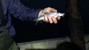 Рыбалка на усача, река Терек. Рыбалка в Чечне.