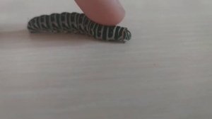 Гусеница которая превращается в бабочку