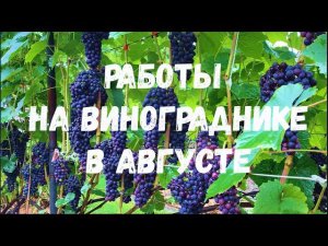 Работы на винограднике в августе