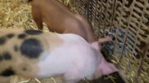 Мы в восторге от поросят!!!// ЛУЧШЕ ПОРОСЯТА КОТОРЫХ МЫ БРАЛИ