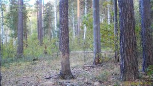 Куница ест бруснику