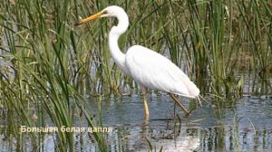 Природа реки Волга