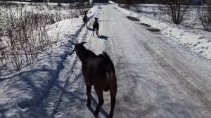 Результат обезроживание козла.