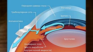 Цилиарное тело глаза | ресничное тело