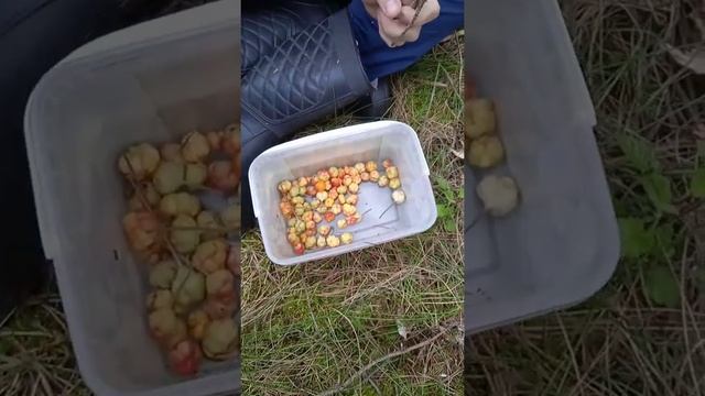 Собираем морошку в Ленинградской области. 15 июля 2022 год смотреть онлайн