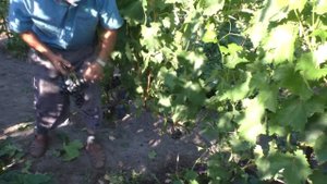 Виноград с крупной ягодой "Блэк Бит"- обзор отличного сорта винограда.
