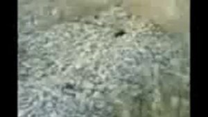 кабр азоби.3gp