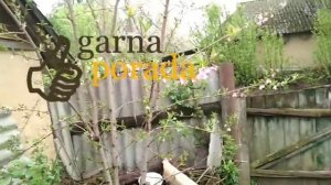 Сажаем персики правильно