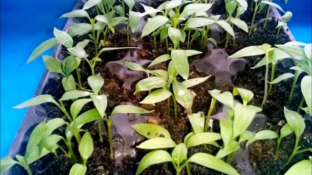 Появилась плесень на рассаде . Что делать смотреть онлайн