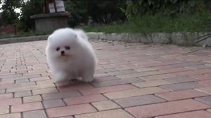 Белый померанский шпиц. Puppy white Pomeranian. www.elitdog.com