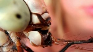 Стрекоза ест муху.